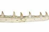 Fossil Mosasaur (Platecarpus) Jaw Section with Teeth - Morocco #353155-4